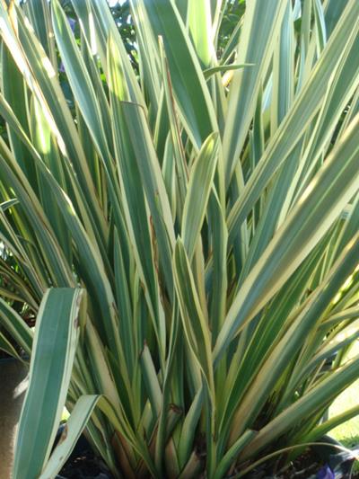 PHORMIUM TENAX VARIEGATO